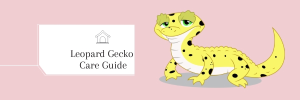 Gecko Size Chart
