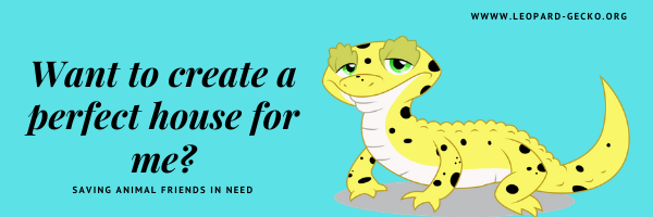 Leopard Gecko Habitat - Top Choices 2020 12 leopard gecko habitat