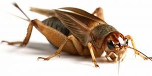 Leopard Gecko Food - Top Choices 2020 6 41rEQVppOnL._AC_