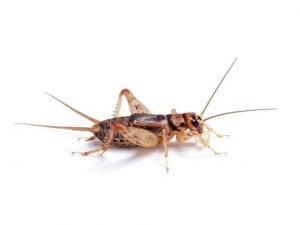 Leopard Gecko Food - Top Choices 2020 2 external-content.duckduckgo.com