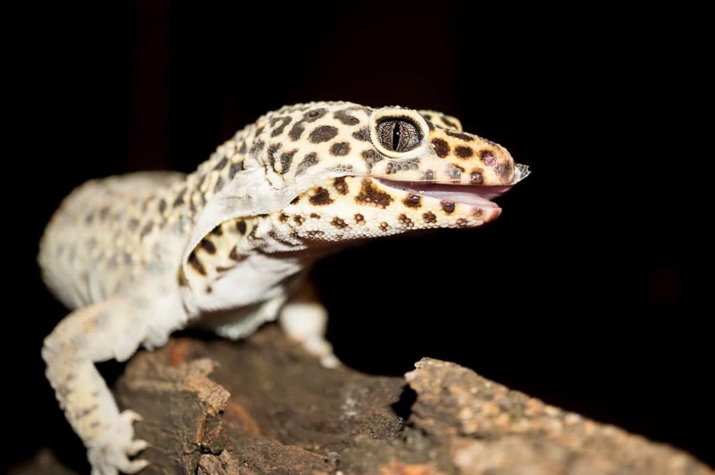 How Often Does a Leopard Gecko Shed? 2 How Often Does a Leopard Gecko Shed? 1